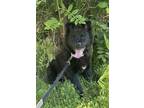 Adopt Sister a Black - with White Chow Chow / Collie / Mixed dog in Houston