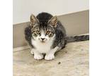Adopt Mookie a Gray or Blue Domestic Shorthair / Mixed cat in East Smithfield