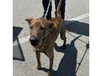 Adopt Baloo a Brindle Mountain Cur / Mixed dog in Jacksonville, AR (38722680)