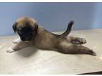 Adopt Sheldon a Tan/Yellow/Fawn Akita / Mixed dog in New Orleans, LA (38722504)
