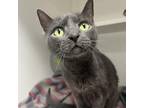 Adopt Mitzi a All Black Domestic Shorthair / Mixed cat in Philadelphia