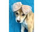 Adopt Sadie a Tan/Yellow/Fawn Labrador Retriever / Mixed dog in Picayune