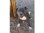 Adopt Libby a Gray/Silver/Salt & Pepper - with White Pit Bull Terrier / Mixed