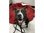 Adopt Lily a Black American Pit Bull Terrier / Mixed dog in Oak Pak