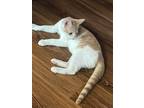 Adopt Kitten Goldie a White Domestic Shorthair / Mixed (short coat) cat in