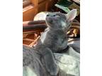 Adopt Kitten Smokey a Gray or Blue Domestic Shorthair / Mixed cat in Crescent