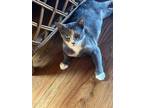 Adopt Patience a Domestic Shorthair / Mixed (short coat) cat in Crescent City