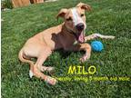 Adopt MILO a Tan/Yellow/Fawn - with White Australian Cattle Dog / Pit Bull