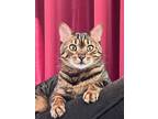 Adopt Timmy a Spotted Tabby/Leopard Spotted Bengal / Mixed (short coat) cat in