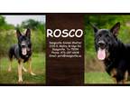 Adopt Rosco a Black German Shepherd Dog / Mixed dog in SEAGOVILLE, TX (38722022)