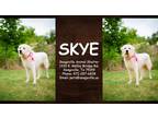 Adopt Skye a White Great Pyrenees / Mixed dog in SEAGOVILLE, TX (38722019)