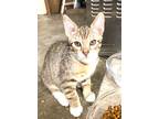 Adopt Linus a Brown Tabby Domestic Shorthair (short coat) cat in Orange