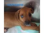 Adopt Moonshine a Brown/Chocolate Hound (Unknown Type) dog in Ola, AR (38721669)