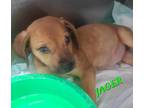Adopt Jager a Tan/Yellow/Fawn Hound (Unknown Type) dog in Ola, AR (38721668)