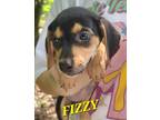 Adopt Fizzy a Black - with Tan, Yellow or Fawn Hound (Unknown Type) dog in Ola