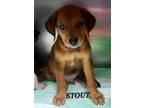 Adopt Stout a Brown/Chocolate Hound (Unknown Type) dog in Ola, AR (38721666)