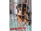 Adopt Margarita a Black - with Tan, Yellow or Fawn Hound (Unknown Type) dog in