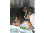 Adopt Julep a Black - with Tan, Yellow or Fawn Hound (Unknown Type) dog in Ola