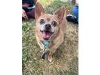 Adopt Chewy a Red/Golden/Orange/Chestnut Mixed Breed (Small) / Mixed dog in