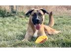 Adopt 80851 Andre a Tan/Yellow/Fawn Anatolian Shepherd / Mixed dog in Spanish