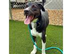 Adopt Phillip a Black Labrador Retriever / American Pit Bull Terrier / Mixed dog
