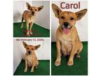 Adopt Carol a Mixed Breed (Medium) / Mixed dog in Boaz, AL (38721339)