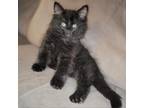 Adopt Sombra a All Black Domestic Longhair / Mixed cat in Mount Vernon