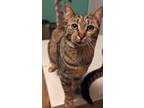 Adopt Marie a Brown or Chocolate Domestic Shorthair / Domestic Shorthair / Mixed