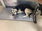 Adopt Shadow a Red/Golden/Orange/Chestnut German Shepherd Dog / Mixed dog in