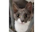 Adopt Victoria a Gray or Blue Domestic Shorthair / Domestic Shorthair / Mixed