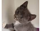 Adopt Houston a Gray or Blue Domestic Shorthair / Domestic Shorthair / Mixed cat