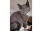 Adopt Sydney a Gray or Blue Domestic Shorthair / Domestic Shorthair / Mixed cat