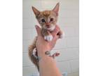 Adopt Butterscotch a Orange or Red Domestic Shorthair / Domestic Shorthair /
