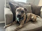 Adopt Winnie a Brindle American Pit Bull Terrier / Mixed dog in Dallas