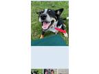 Adopt Sam a Tricolor (Tan/Brown & Black & White) Blue Heeler / Mixed dog in Fort