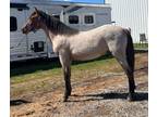 Rare!! Bay Dun Roan yearling colt. Outstanding stallion prospect!