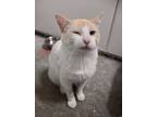 Adopt Ferguson a White (Mostly) Domestic Shorthair (short coat) cat in Missoula