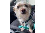 Adopt Clinton a White Terrier (Unknown Type, Small) / Mixed dog in Encino