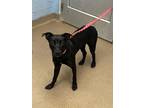 Adopt Victor Hugo - IN FOSTER a Black Mixed Breed (Medium) / Mixed dog in