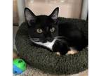 Adopt Octavia a All Black Domestic Shorthair / Mixed cat in Cumming