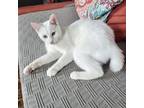 Adopt Rex a White Domestic Shorthair / Mixed cat in Gibsonia, PA (38719625)