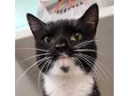 Adopt Madison a All Black Domestic Shorthair / Domestic Shorthair / Mixed cat in