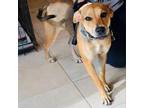 Adopt ELIZABETH TAYLOR a Tan/Yellow/Fawn Mixed Breed (Medium) / Mixed dog in St.