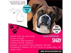 Adopt Shay a Tricolor (Tan/Brown & Black & White) Boxer / Mixed dog in Wallace