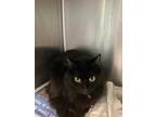 Adopt Esmerelda a Brown or Chocolate Domestic Longhair / Domestic Shorthair /