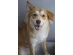 Adopt Kenai a Red/Golden/Orange/Chestnut Husky / Mixed dog in Ottumwa