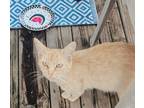 Adopt Peaches a Cream or Ivory American Shorthair / Mixed (short coat) cat in