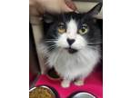 Adopt Cove a Black & White or Tuxedo Domestic Longhair (long coat) cat in Yreka