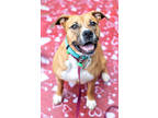 Adopt Suga White - IN FOSTER a Brown/Chocolate Mixed Breed (Large) / Mixed dog
