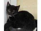 Adopt Julep a All Black Domestic Shorthair / Domestic Shorthair / Mixed cat in